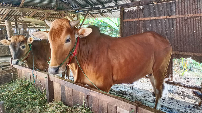 Disnak Bangkalan Perketat Pengiriman Hewan Kurban ke Luar&nbsp;Daerah