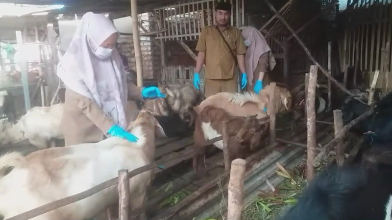 DKPP Sumenep Periksa Kesehatan Hewan Kurban di 7 Lapak Penyedia, Ini&nbsp;Hasilnya
